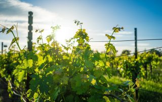 Weingut Buschenschank Gindl Obersdorf